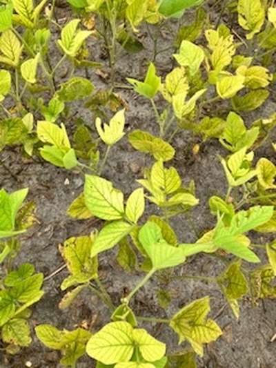 Soybean plants
