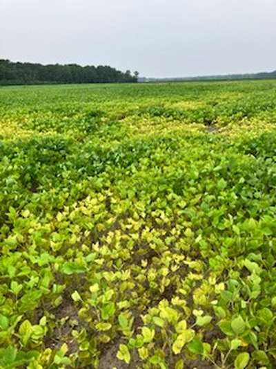 Affected field