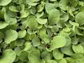 Close-up of tobacco seedling leaves with slight cupping on the leaves.
