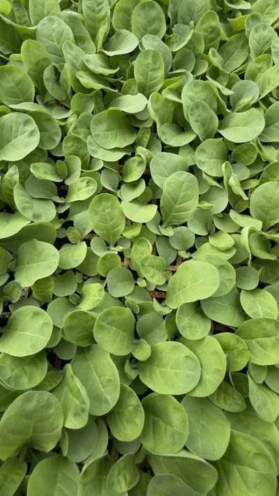 Close-up of tobacco seedling leaves with slight cupping on the leaves.