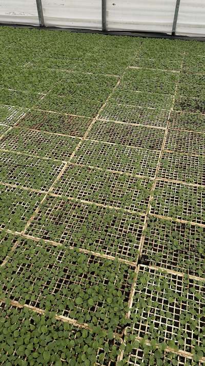 Tobacco float trays showing variety of germination rates