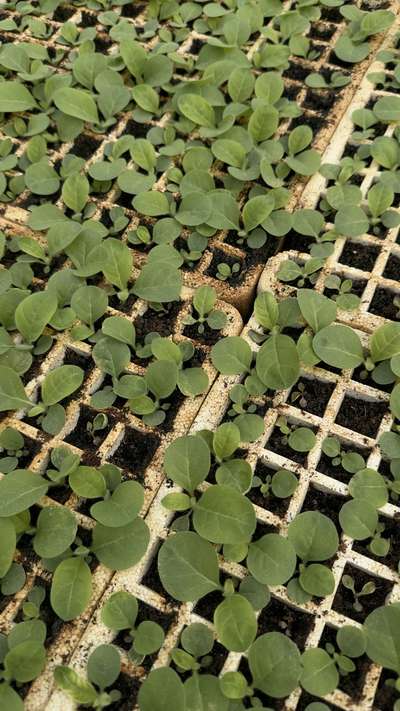 Tobacco float trays showing spotty growth
