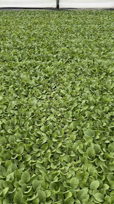 Tobacco float trays showing uneven growth of the plants