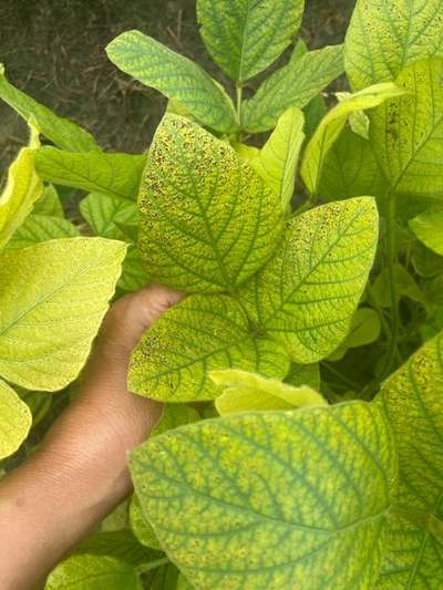 Soybean leaves