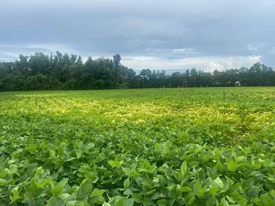 Soybean field