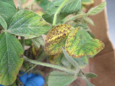 Soybean leaves