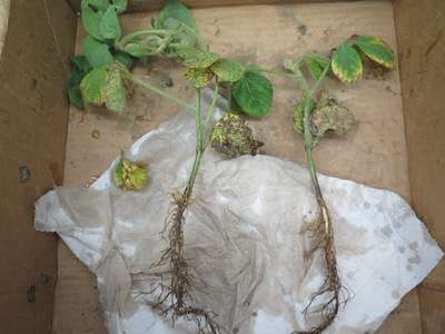 Soybean leaves