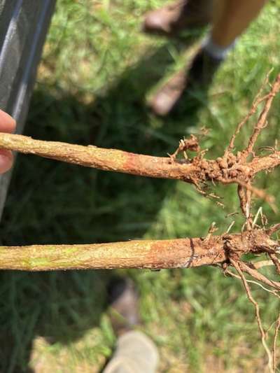 Soybean stem pulled from the ground with roots