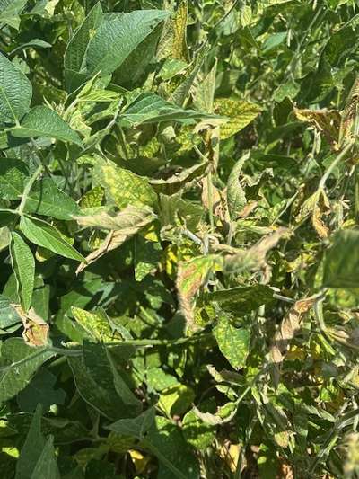 Soybean leaves with browning and yellowing in the field