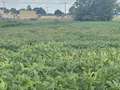 Affected soybean field