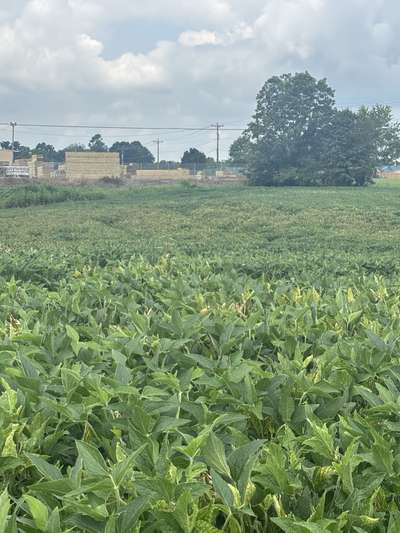 Affected soybean field