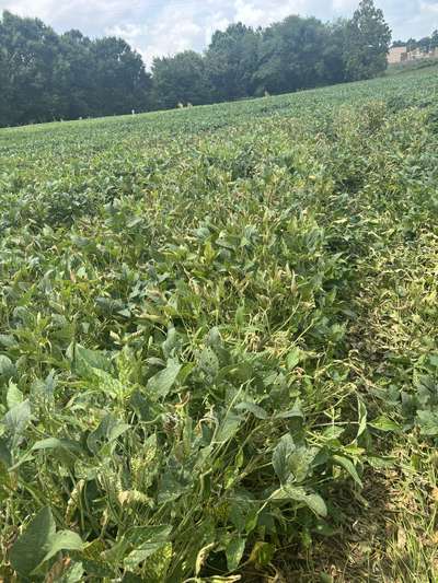 Affected soybean field