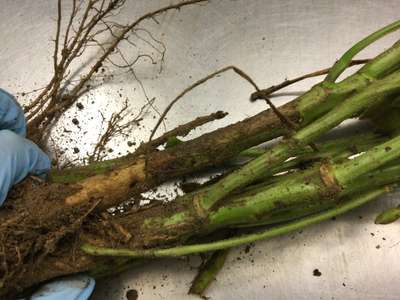 Soybean stems