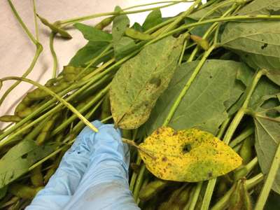 Soybean leaves