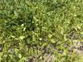Soybean field affected