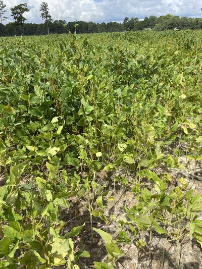 Soybean field affected