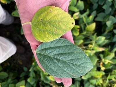 Soybean leaves