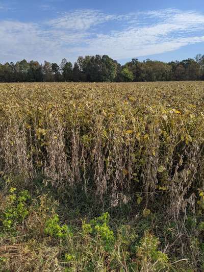 Soybean field
