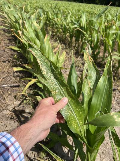 Corn damaged by herbicide