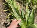 Corn damaged by herbicide