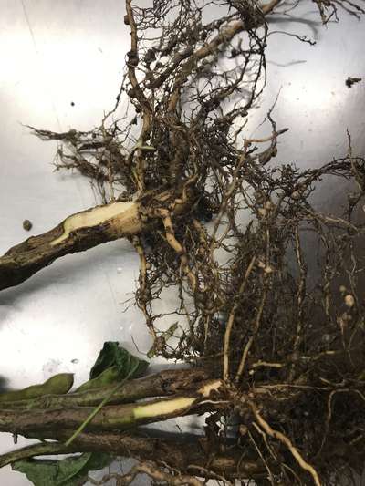 Soybean roots