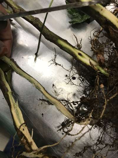 Soybean stems