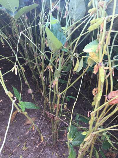Soybeans in field