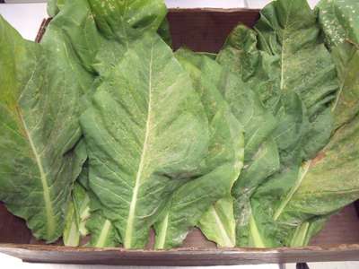 Tobacco sample as received by the clinic