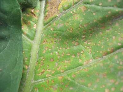 Tobacco leaf close-up with tan small lesions
