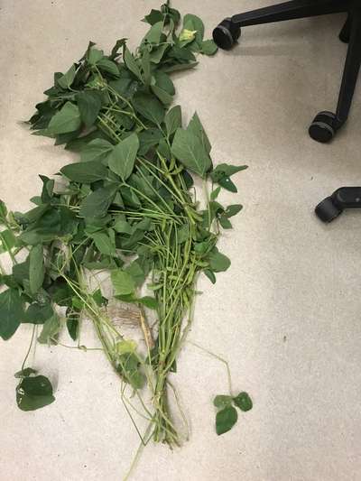Soybean plant