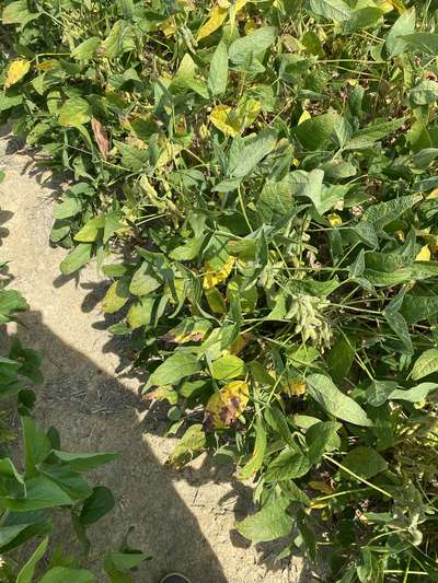Soybean plants