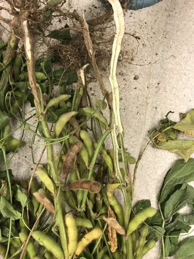 Soybean stems