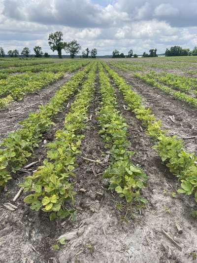 Photo showing a group of plants with yellowing of trifoliolate leaves.
