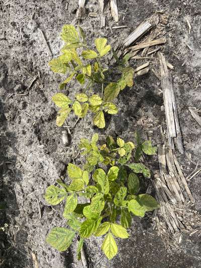 Trifoliolate leaves with yellowing between veins.