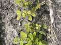 Trifoliolate leaves with yellowing between veins.
