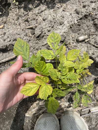 Up-close picture of trifoliolate leaves with yellowing between veins.