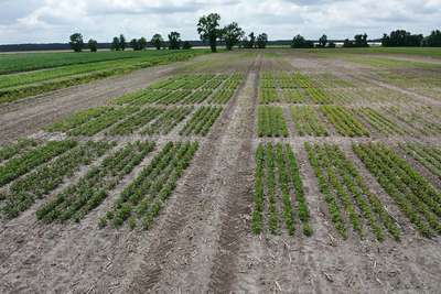 Aerial photo showing patches of beans with yellowing of leaves.