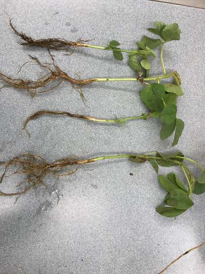 Soybean plants