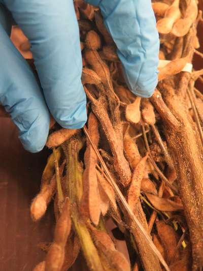Soybean plant