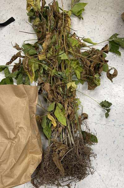 Soybean plant as received by the clinic