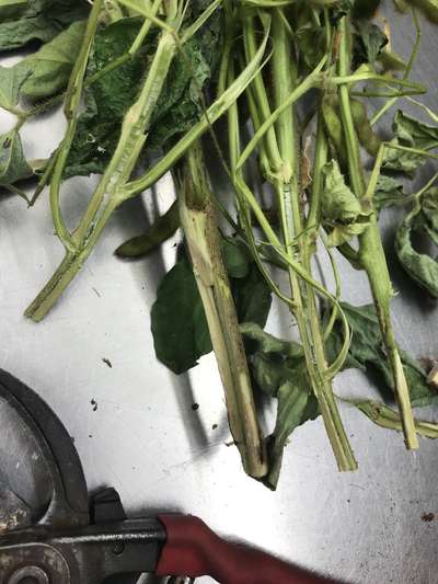 Soybean stems