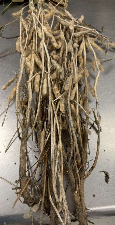 Soybean sample as it was received by clinic