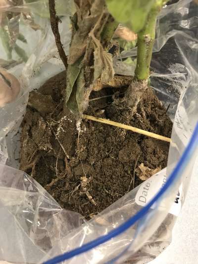 Soybean stems