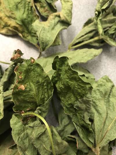 Soybean leaves