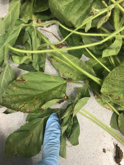 Soybean leaves