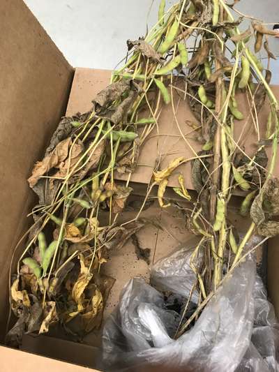 Soybean plant