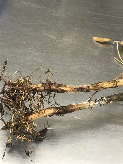 Soybean roots