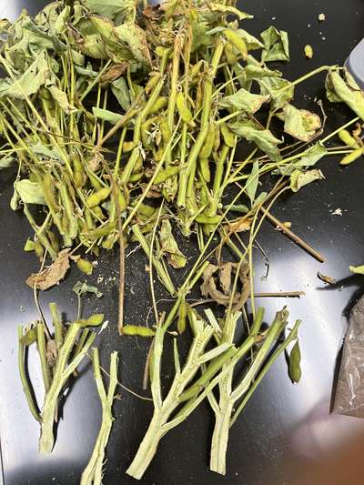 Soybean stem split in half lenghthwise