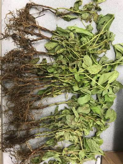 Soybean plants