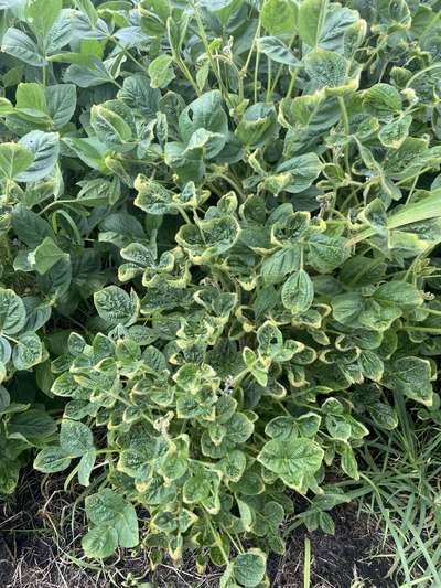 Soybean leaves
